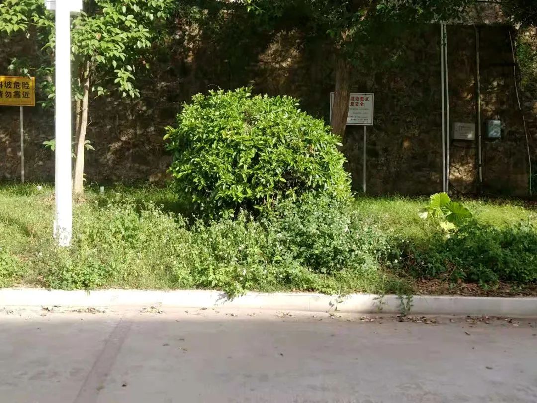 【行走坪山⑥】塑“新颜”！城中村物业一体化运营助力市容环境飞跃提升  