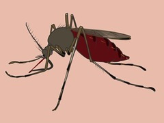 为什么蚊子总咬你？