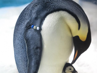 海冰融化迅速！研究称帝企鹅种群80年内恐几近消失