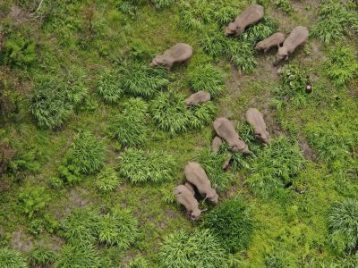 亚洲象群持续在元江南岸活动，距普洱市墨江县最近8.5公里