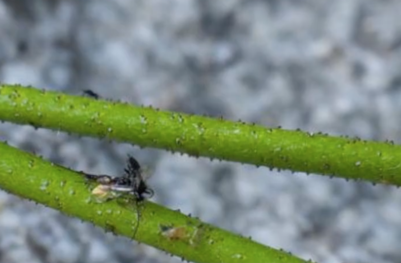 研究人员在北美发现新的食虫植物