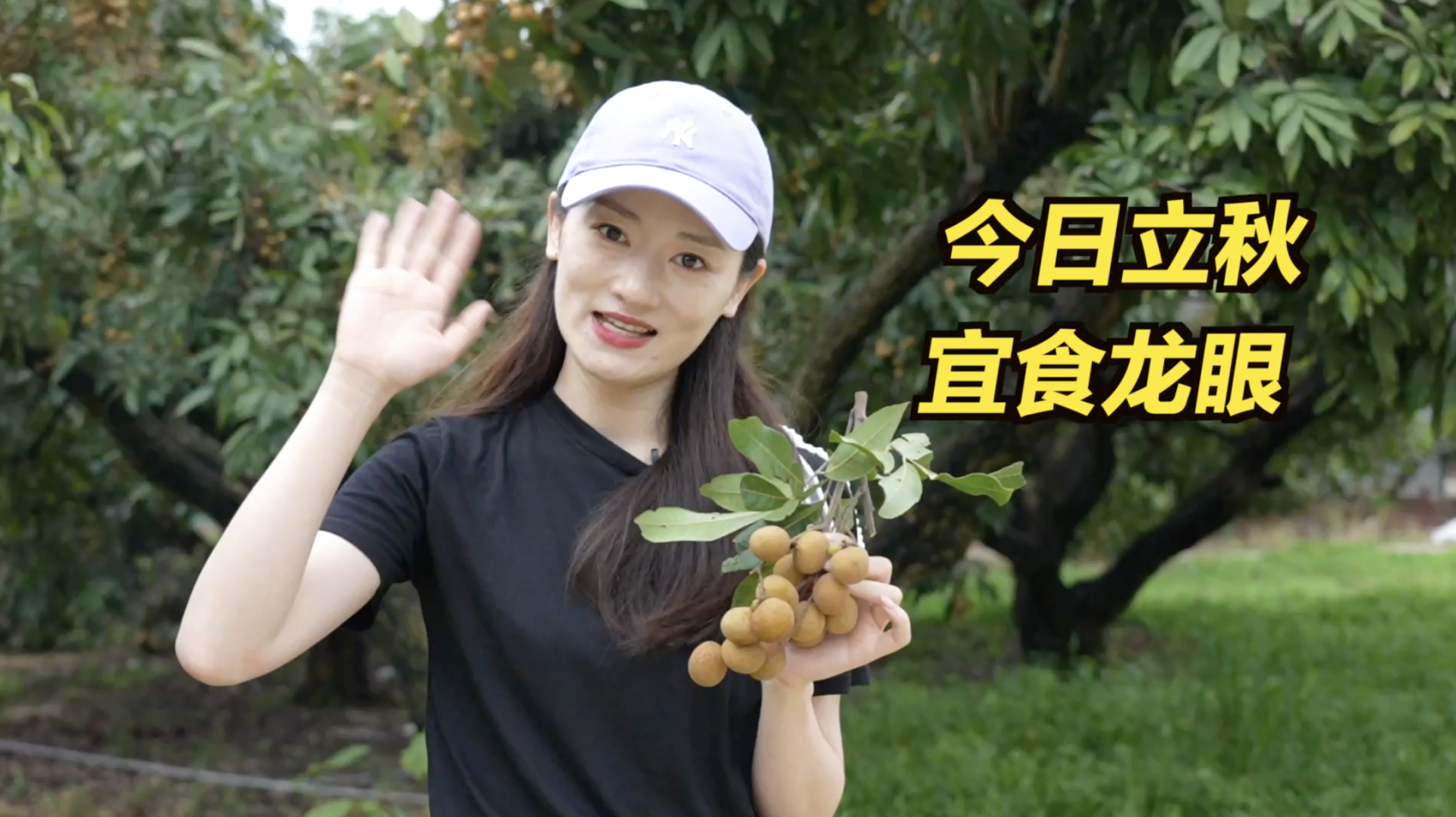 秋天到该吃龙眼了