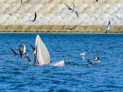 开渔期“小布”的安全怎么保障？深圳在大鹏湾设立保护布氏鲸临时管控区