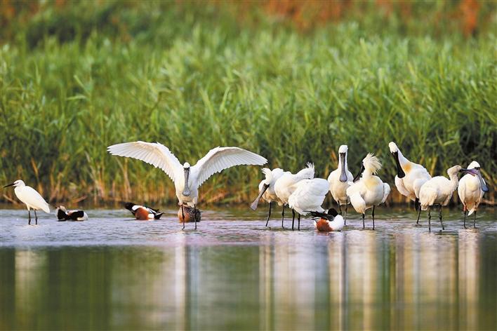 前沿调研 | 候鸟在深圳湾“吃得好玩得欢”！一年回归3种国家重点保护野生动物