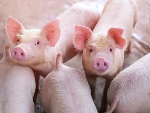 近期生猪价格低位运行，国家将再次启动猪肉储备收储工作