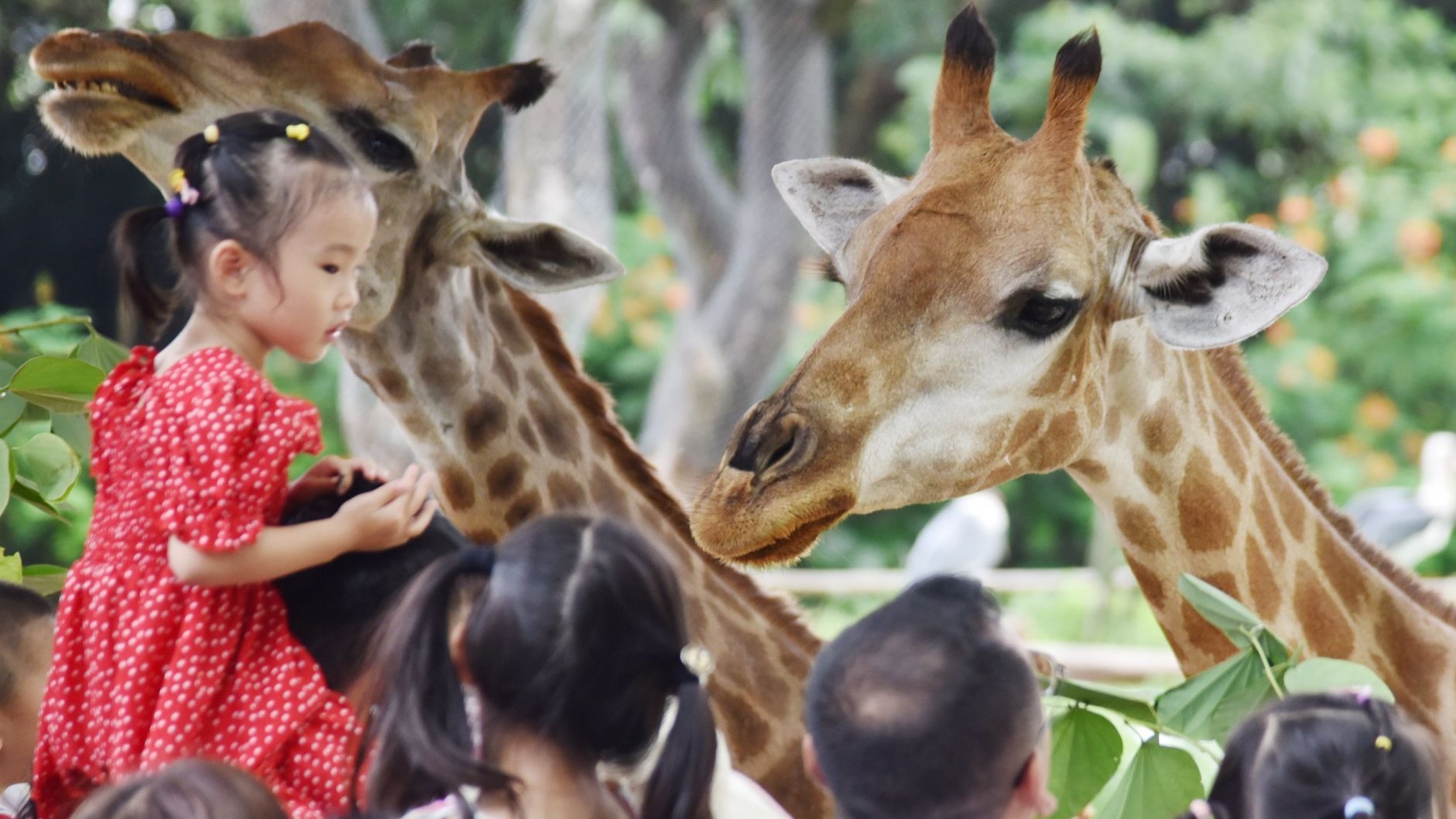 中秋假期，深圳野生动物园动物欢乐互动萌翻游客