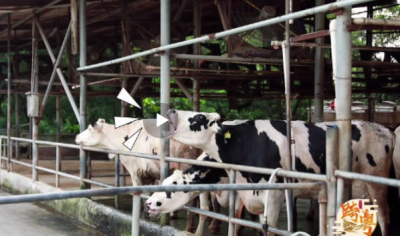 深圳市区藏着一片牧场，奶牛个个是劳模