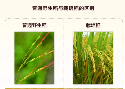 仙湖植物园线上观展系列丨志同“稻”合