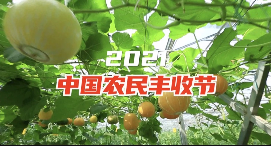 408斤大南瓜丰收了