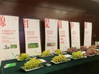 中国提子产业提升论坛在深圳开幕，广西资源县发布红提公用品牌