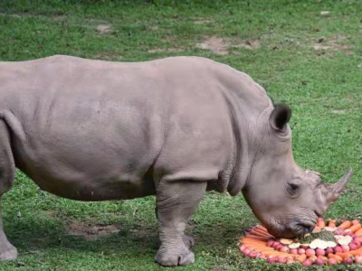 “世界犀牛日”深圳野生动物园犀牛享用美食大餐