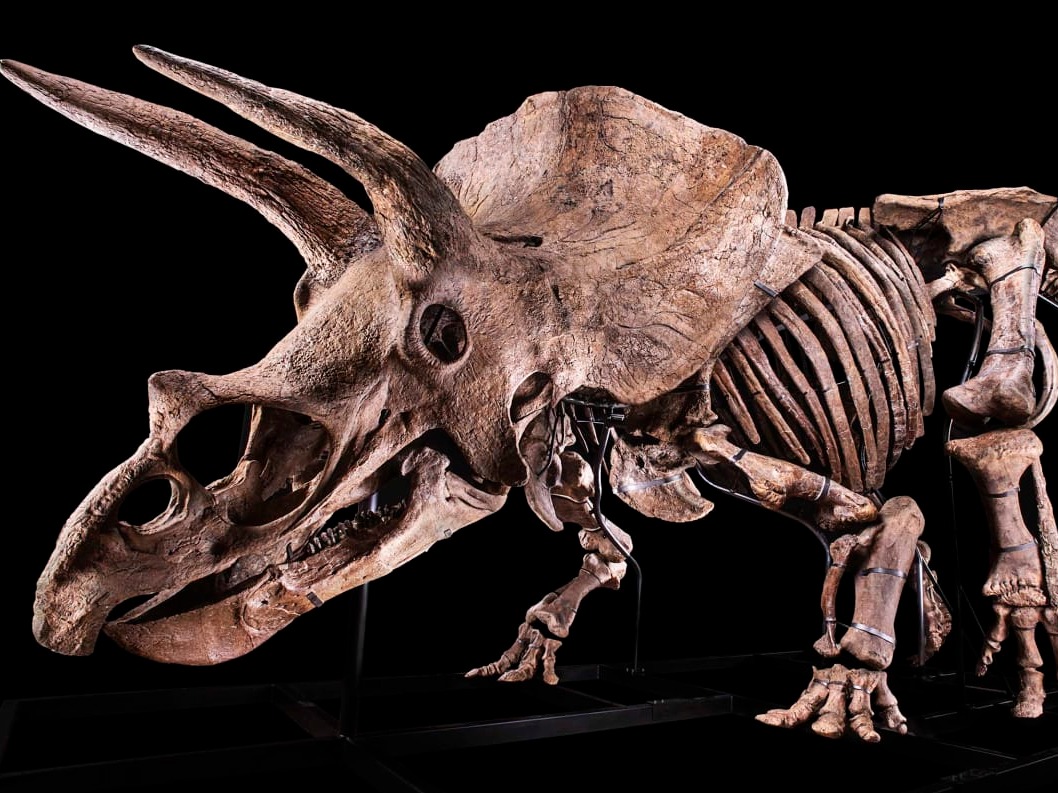 世界上最大三角龙化石“大约翰”将被拍卖