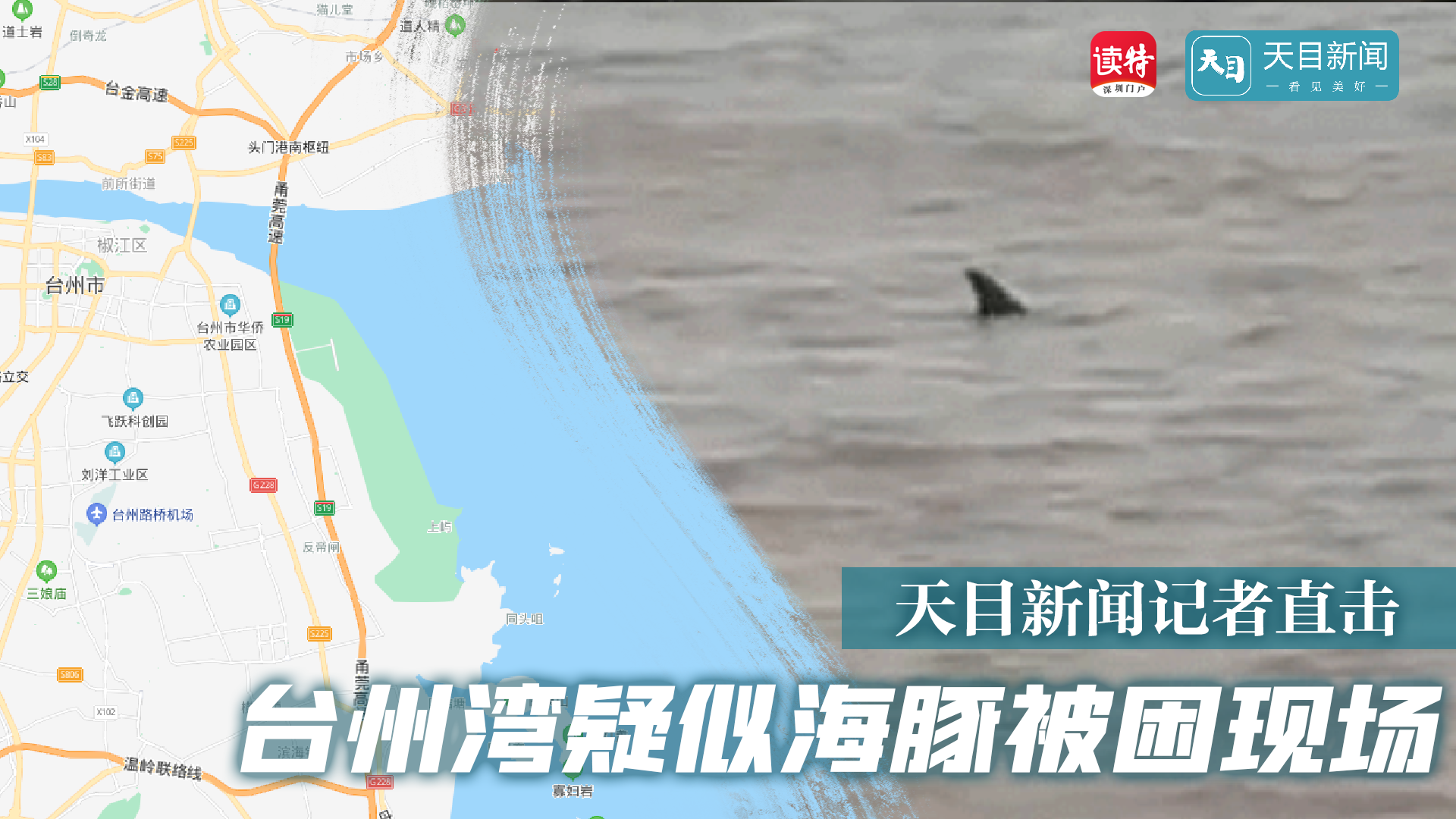 直播回顾 | 天目新闻记者直击 台州湾疑似海豚被困现场