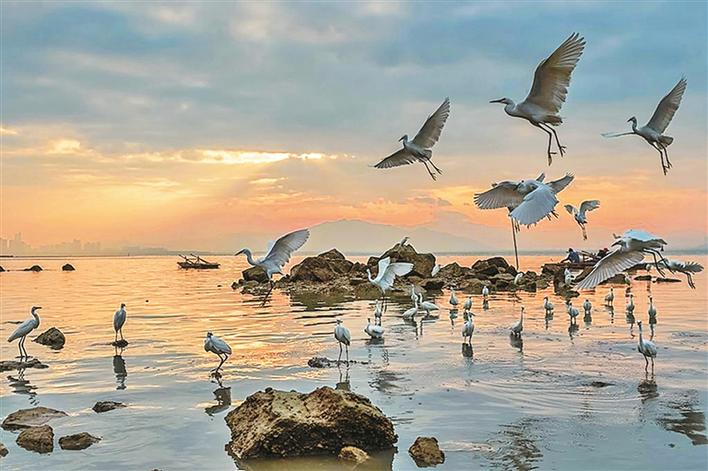 深圳河：水清岸绿白鹭翩跹 氨氮浓度下降，为有监测数据以来最好水平