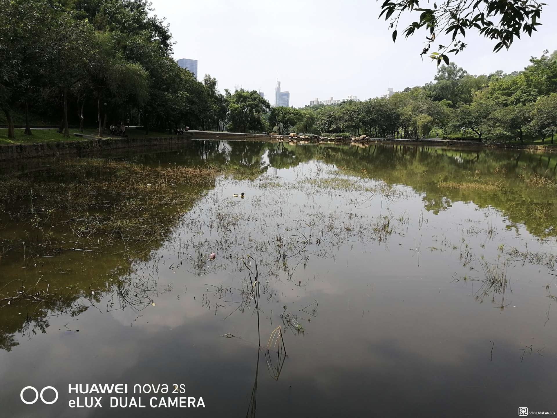 莲花湖臭气扑鼻？莲花山公园管理处：已安排人清理水草，呼吁市民勿在湖内放生