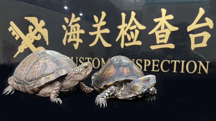严查！拱北海关近三年查办濒危野生动植物及其制品案150起