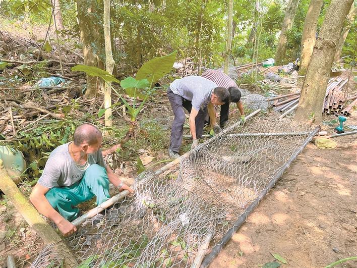 9头野猪在仙湖植物园“落网” 深圳再创诱捕野猪数量纪录