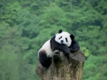 生物多样性为什么重要？终于有人说清楚了