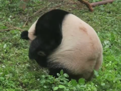 大熊猫“星蓉”死亡原因披露：恶性肿瘤转移，造成多器官损伤