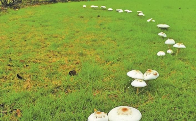 台风过后仙湖植物园冒出很多蘑菇，专家：含4种毒素号称“ICU菇”,千万别吃