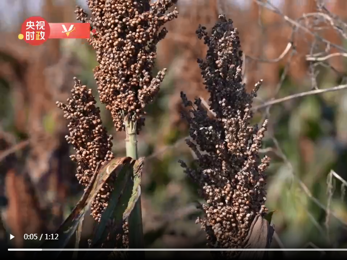 习近平山东行丨盐碱地上的绿色梦想——走进黄三角农高区