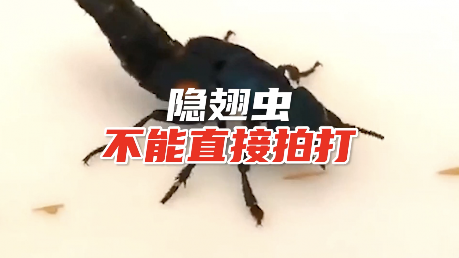 提醒！隐翅虫体内有强酸性毒液，不能直接拍打
