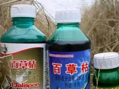 13岁女孩喝下百草枯抢救4天情况恶化 禁卖农药为何还在流通？