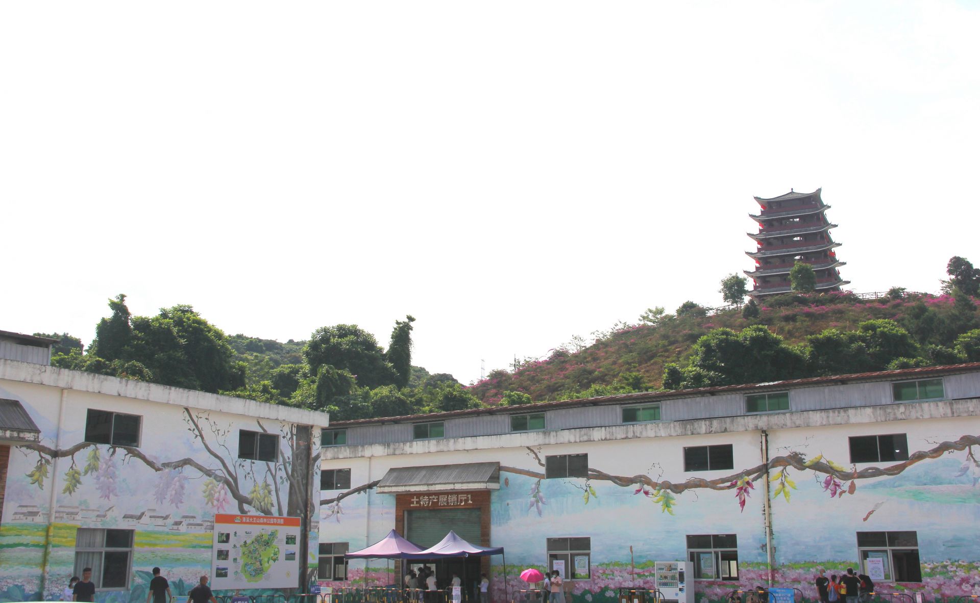 東莞市大王山森林公園發現兩隻綠鳳凰