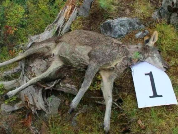 四川甘孜：非法猎杀国家一级保护动物，5人被刑拘