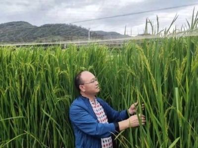 云南巨人稻新品种种植成功，亩产600公斤