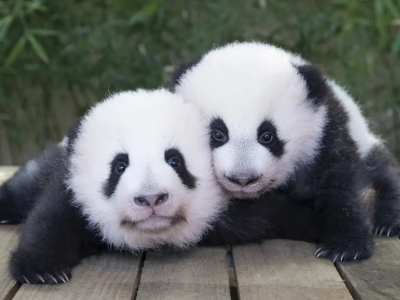 旅法大熊猫为啥叫“欢黎黎、圆嘟嘟”？外交部发言人这样说