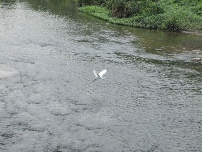 读图 | 宝安西乡河畔白鹭戏水 人与自然和谐共居