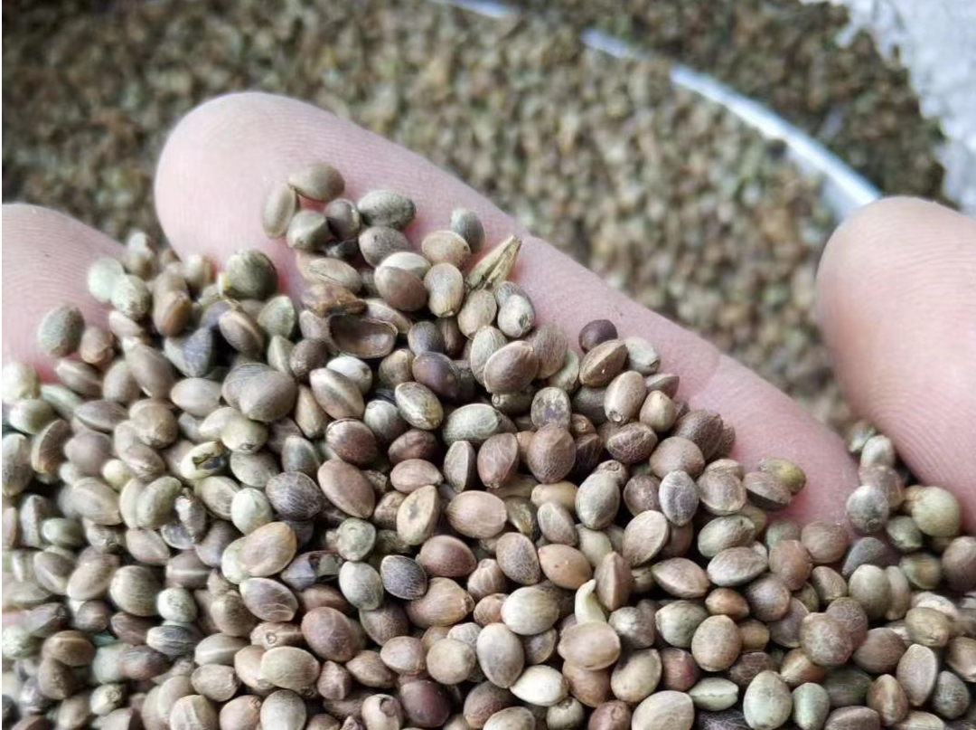 火麻不是毒品大麻！因售火麻种子被判刑江苏男子获国赔16万