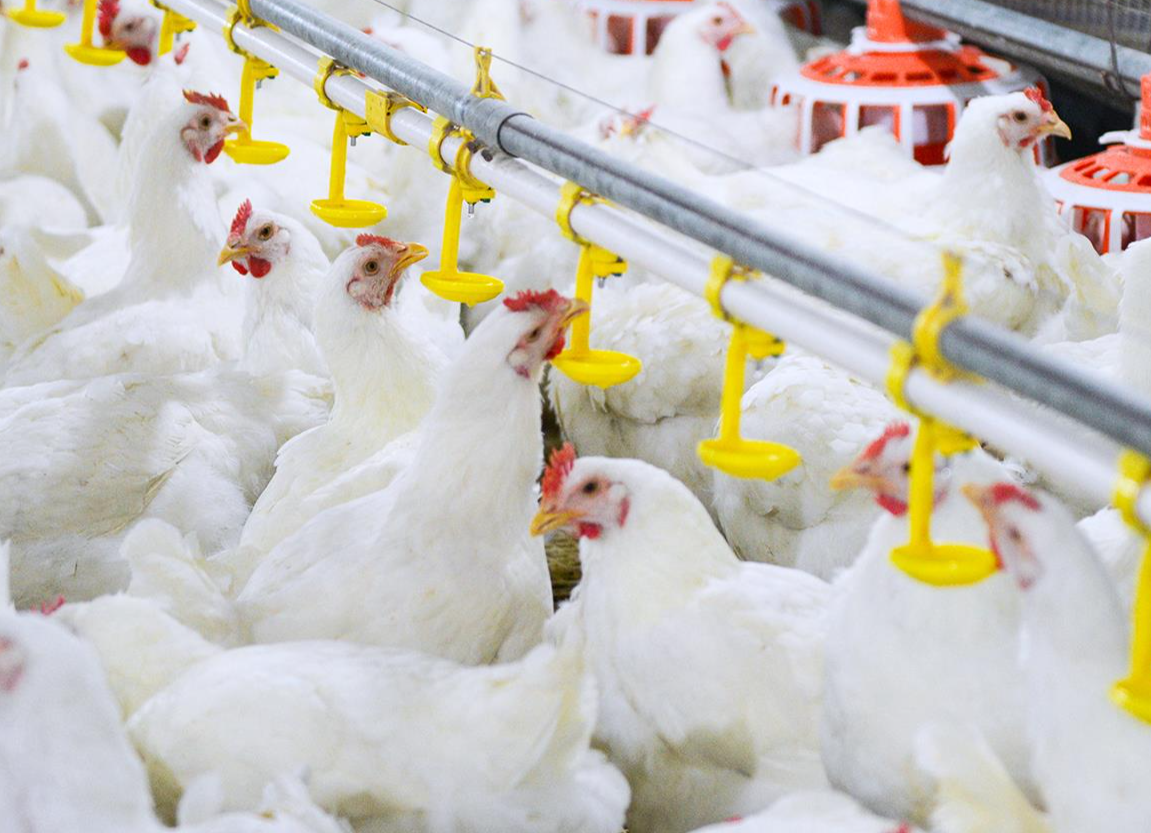 “吃鸡自由”，我国首批自主培育的白羽肉鸡品种正式通过审定