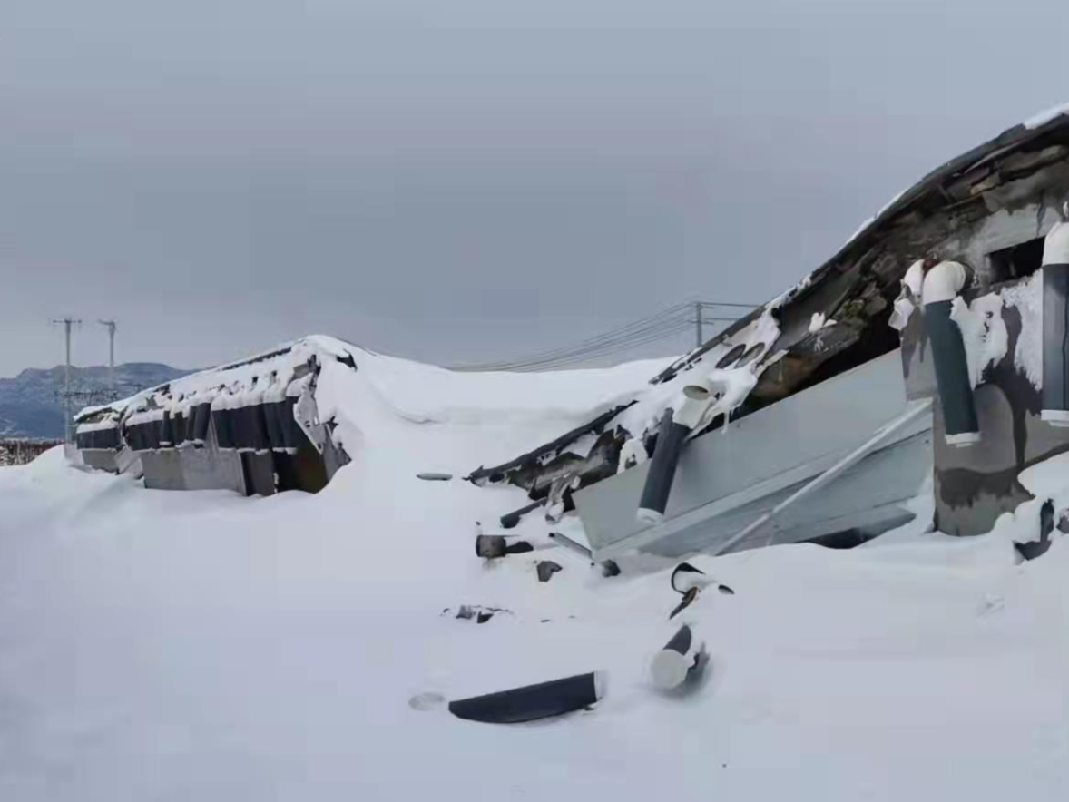 辽宁：暴雪致超640万头畜禽死亡，已派出6个指导组