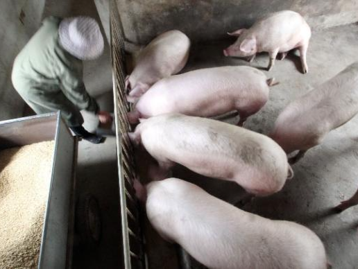 猪粮比价退出过度下跌预警区间，生猪产能总体处于较合理水平