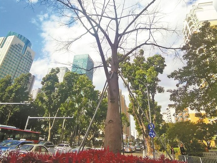 路旁绿化树疑似枯死有碍观瞻 城管部门：根系感染所致，已长出新芽，正在观察