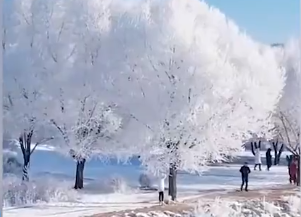 吉林松花江畔现雾凇景观，树木犹如沾满“糖霜”