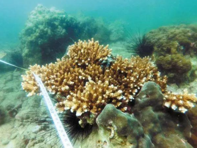 续集来了！大鹏海底被“罚种”的珊瑚怎么样啦？