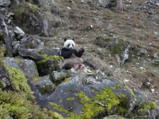 野生大熊猫“吃肉”被拍，专家：其消化系统依然保留食肉特征 