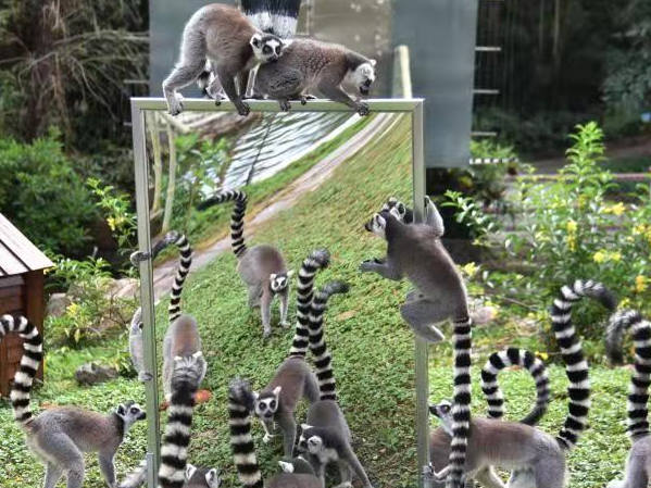 深圳野生动物园动物照镜子，太萌了！