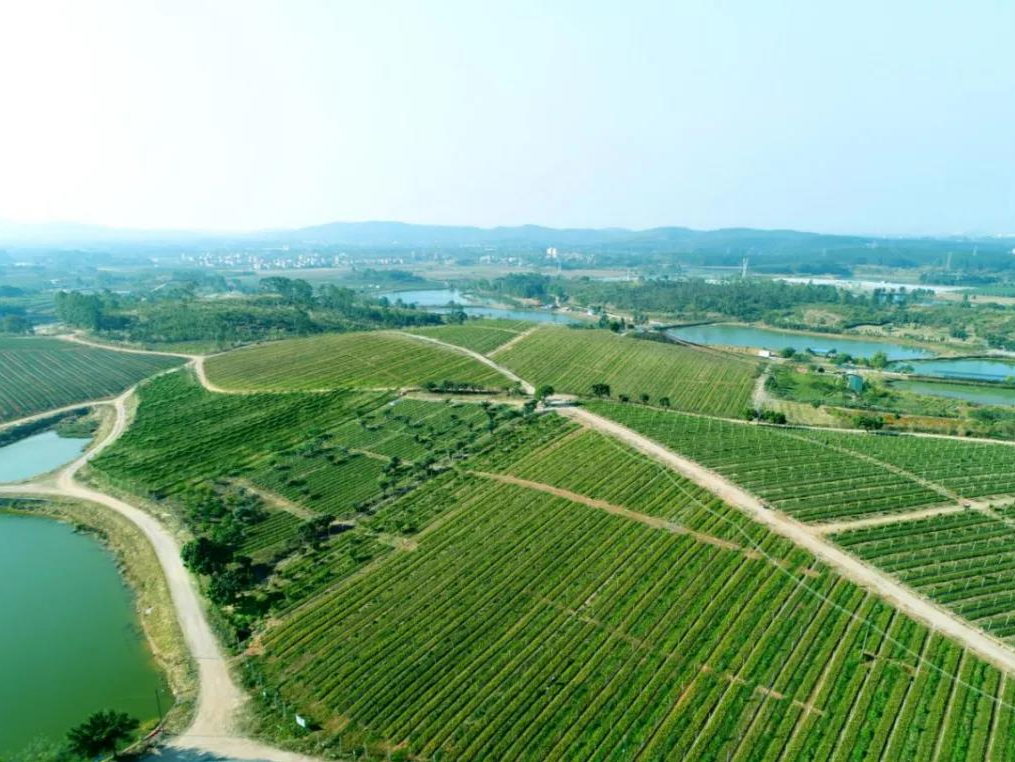 深河共建 圳在帮扶 | 以灯塔盆地为核心，助力河源乡村振兴示范带建设