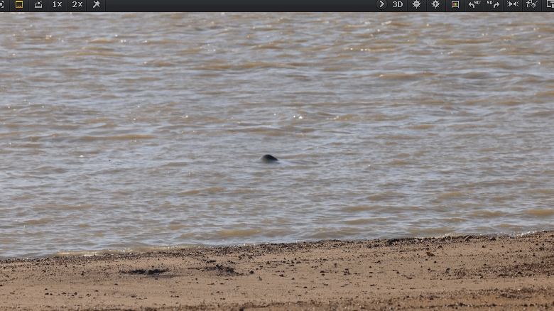 约60头！鄱阳湖都昌水域监测到大型长江江豚种群