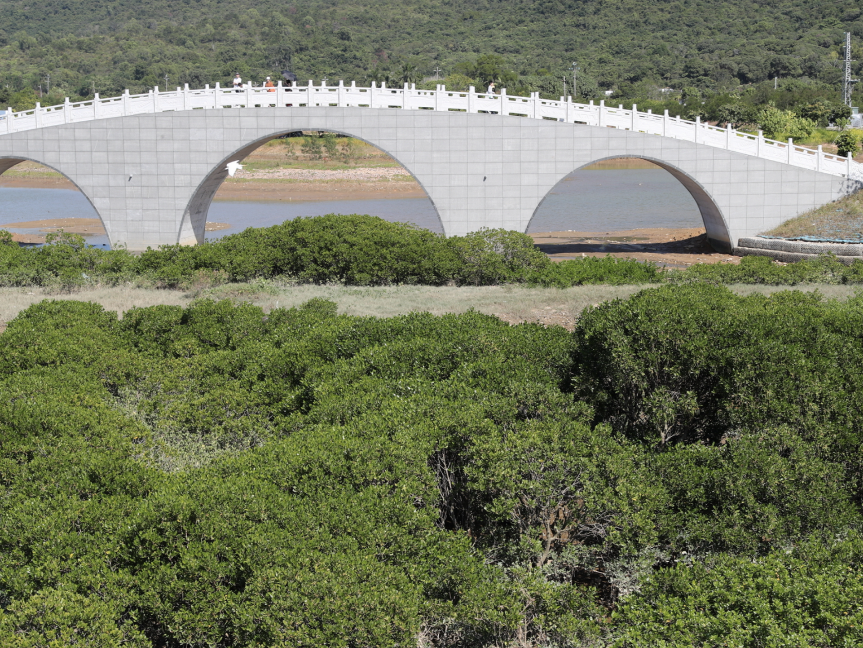 观鸟赏红树！深圳新大河综合整治工程禾塘湿地公园全面建成