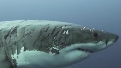 澳大利亚一大白鲨浑身布满伤痕 被称为最顽强鲨鱼
