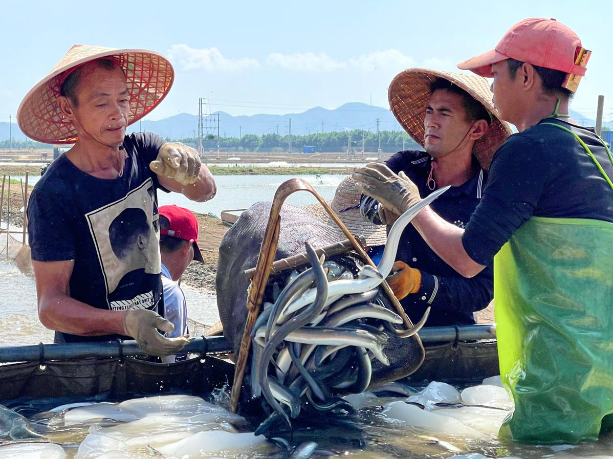 鳗鱼 “游”出致富路 乾务镇湾口村入选全国“一村一品”示范村镇