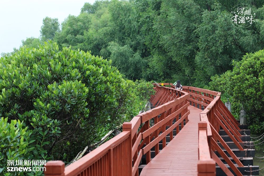 红色的木栈道,通往观鸟屋.