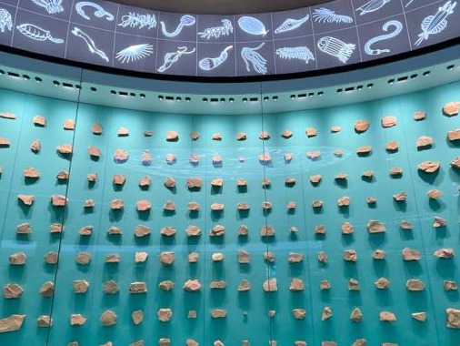 在澄江化石地自然博物馆，见证亿万年前的生物多样性