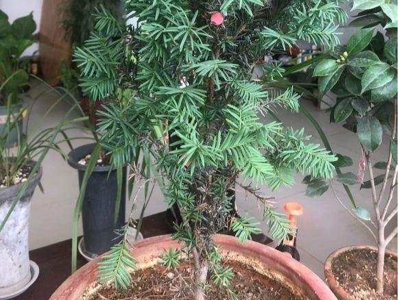 红豆杉可以净化空气吗？网红植物红豆杉，别再买了，智商税！