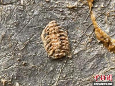 河北邯郸发现奥陶纪“角石古生物化石群体”